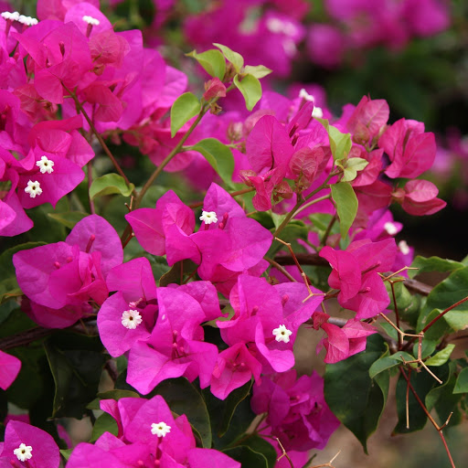 Hd-155933-ascw155933