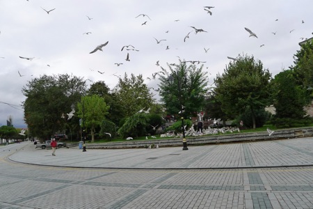 Birds of Istanbul