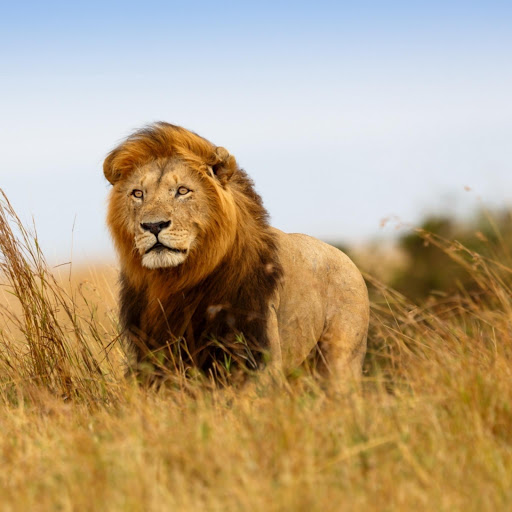 Hd-176160-ascw176160