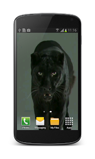 Lastest Puma Cat Video Wallpaper APK