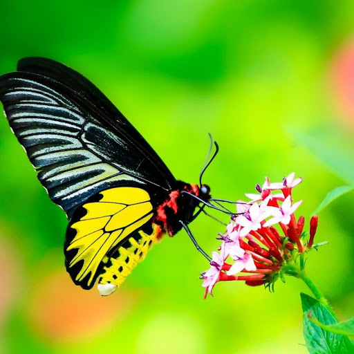 Hd-179974-ascw179974