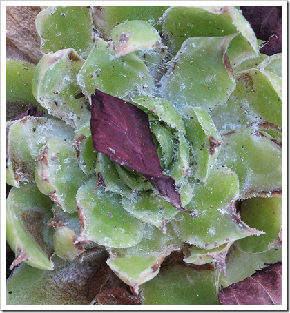 110828_sempervivums-with-mealybugs_02