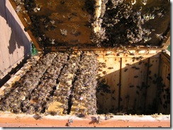 včelky a med květen 142