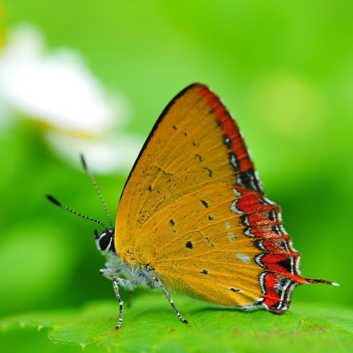 Hd-180307-ascw180307