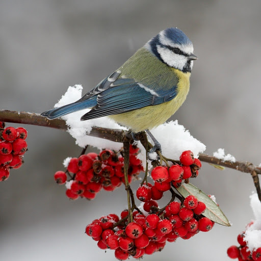 Hd-177827-ascw177827