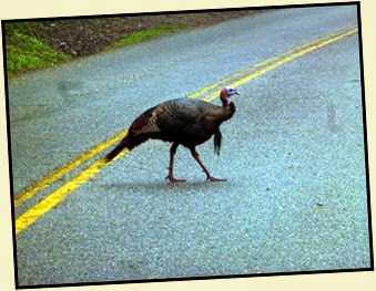 05 - Turkey Crossing the Road