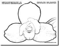03_Guatemala_monja_flower_at_coloring-pages-book-for-kids-boys