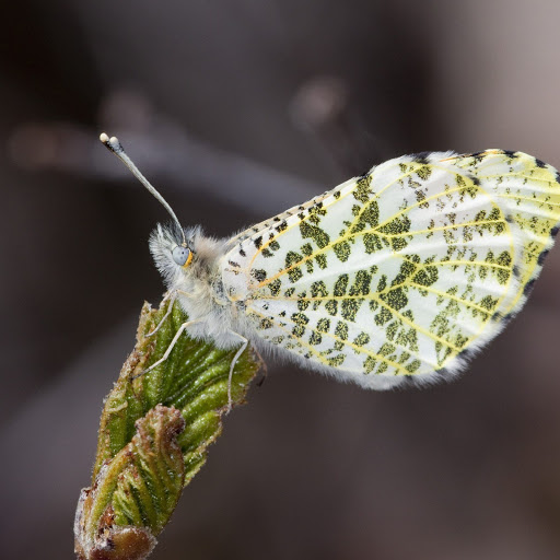 Hd-152802-ascw152802