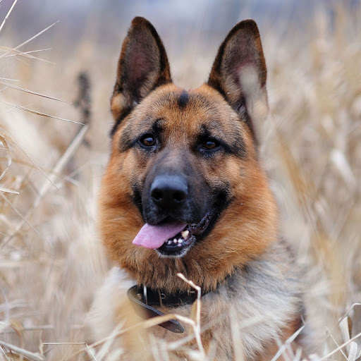 Hd-181826-ascw181826