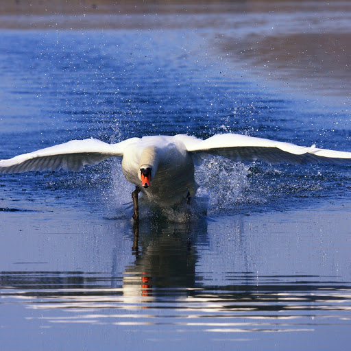 Hd-161533-ascw161533