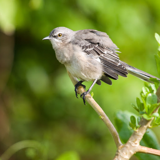 Hd-145031-ascw145031