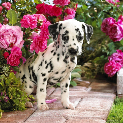 Hd-145961-ascw145961