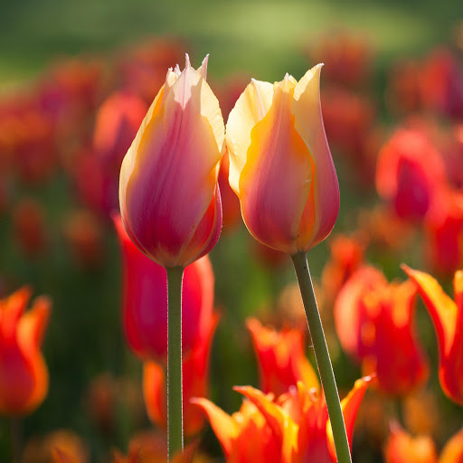 Hd-171460-ascw171460