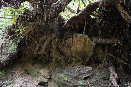 overturned tree...any gold???