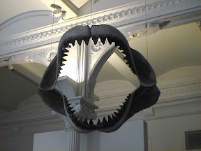 145 - Fauces de tiburon en el Museo de Historia Natural.jpg