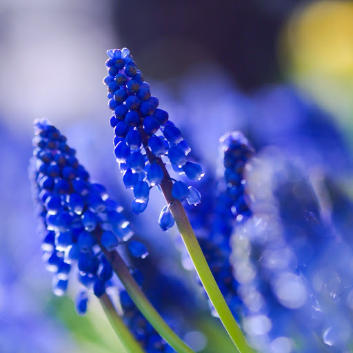 Hd-145481-ascw145481