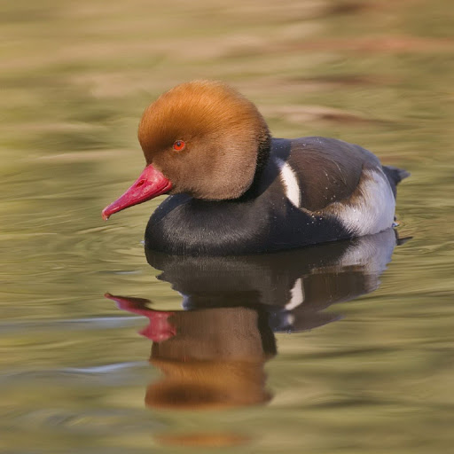 Hd-136543-ascw136543