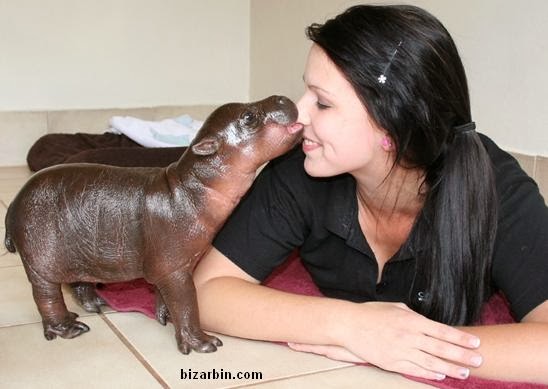 Baby+Hippo.JPG