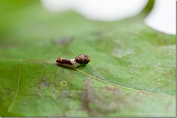 Eastern Tiger Swallowtail Caterpillar - Photo by Adrienne Zwart