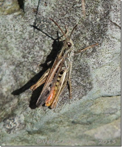 25-grasshopper