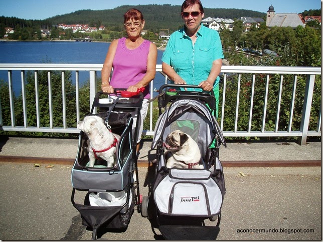 10-Lago Schluchsee. Sras. paseando perros en carrito - P9040163