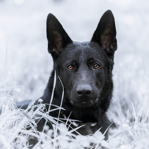 Hd-190845-ascw190845