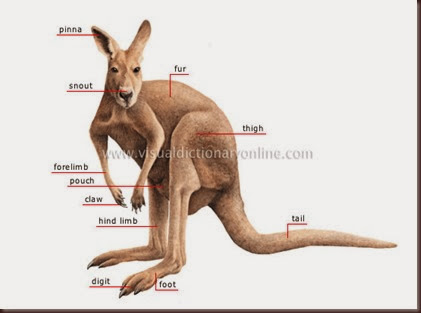 Amazing Animal Pictures Kangaroo (2)