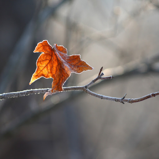 Hd-145017-ascw145017