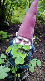 Garden Gnome | Ideas in Bloom