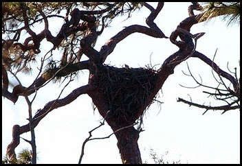 03g2 - Eagle Walk - Eagle Nest cropped nest