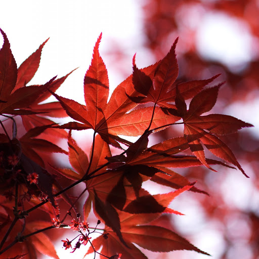 Hd-156452-ascw156452