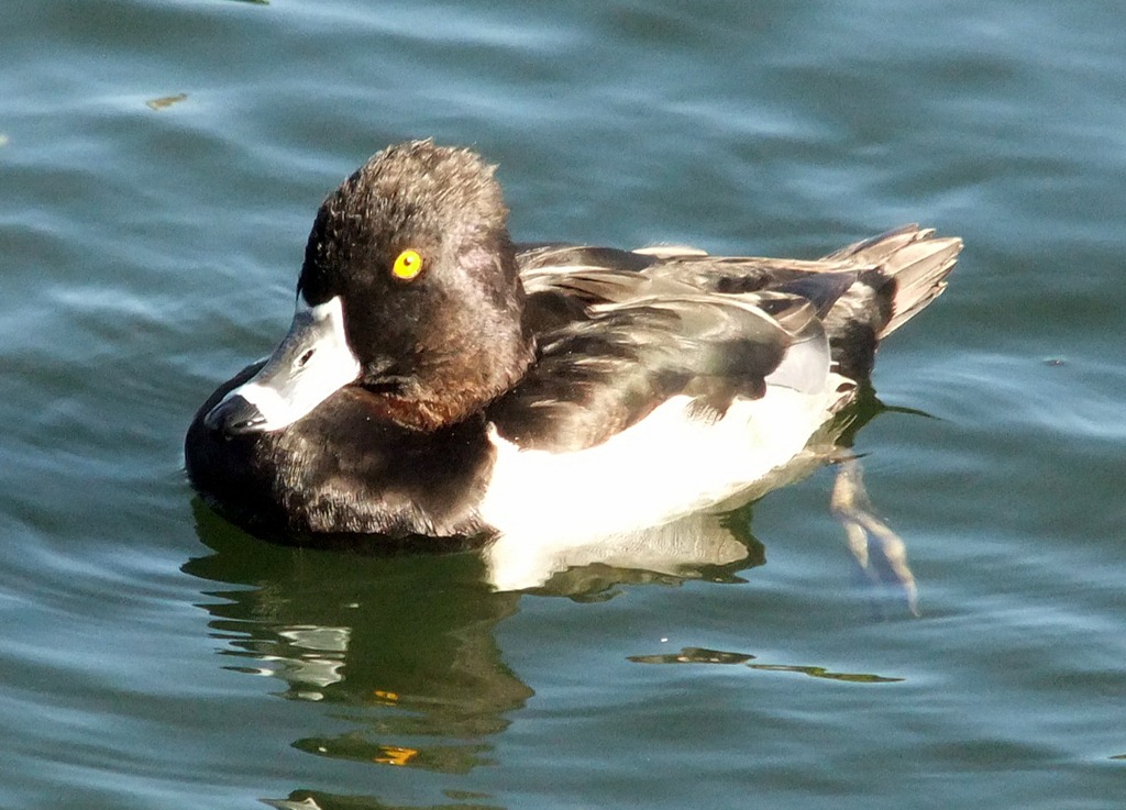 [Ring-necked-duck-best-10-25-2012-9-1%255B2%255D.jpg]