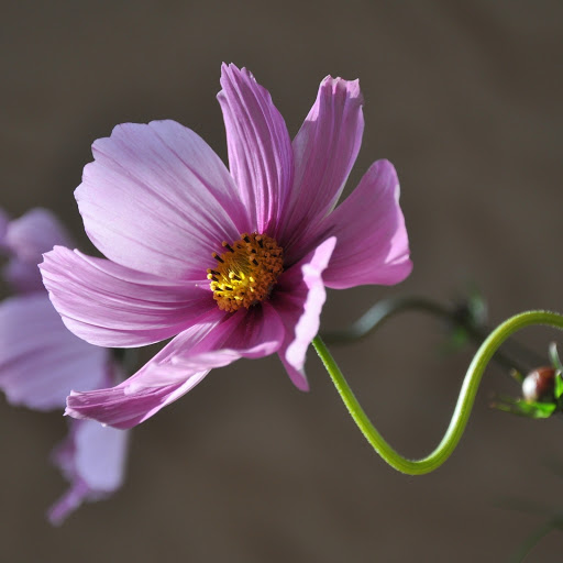 Hd-186264-ascw186264