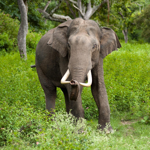 Hd-155929-ascw155929