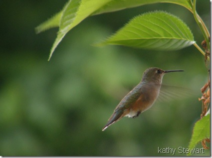 Female hummer