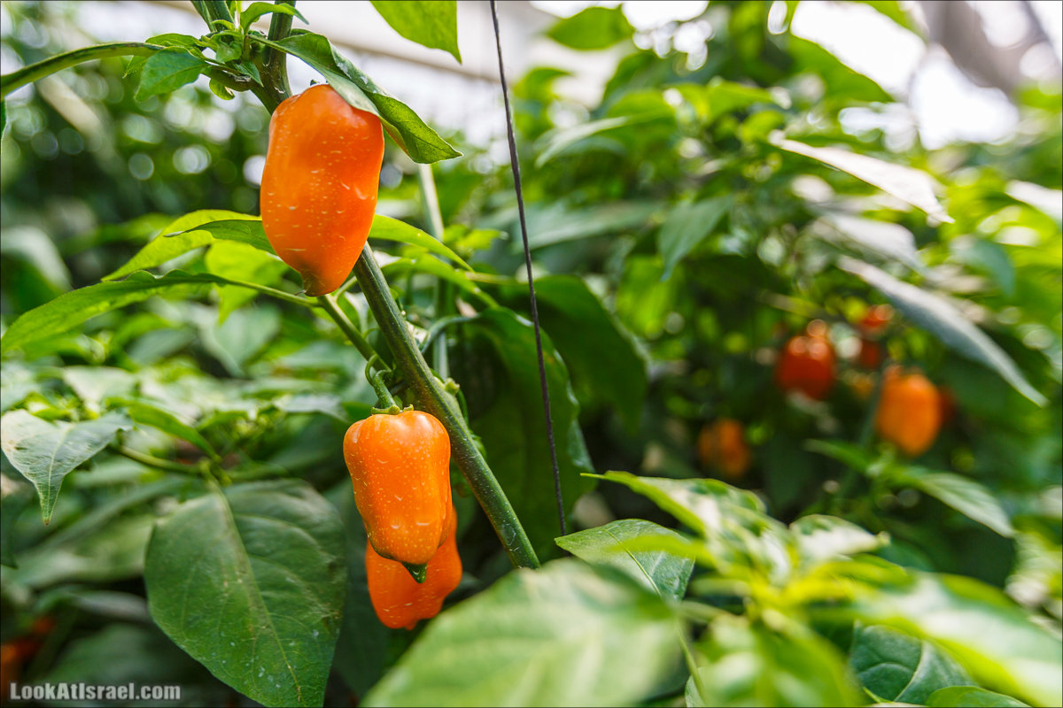 Сельскохозяйственная школа Хава бе-Эден | Hava be-Eden farm | LookAtIsrael.com - Фото путешествия по Израилю | חווה בעדן