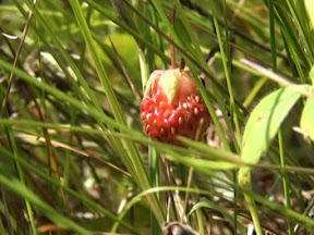 Дары леса Дары леса