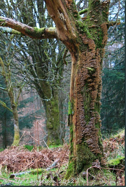 24-lichen-tree