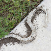 Florida Water Snake (corpse)