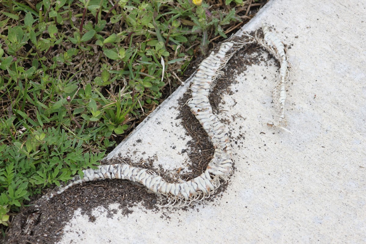 Florida Water Snake (corpse)