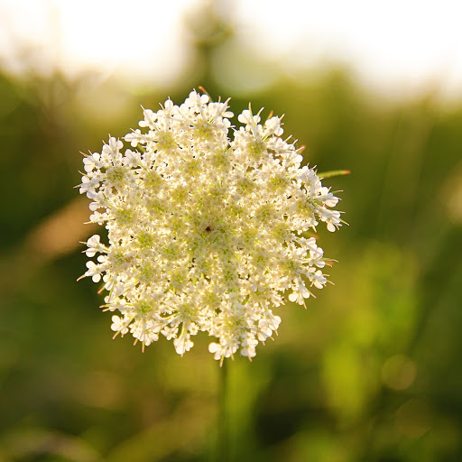 Hd-184414-ascw184414