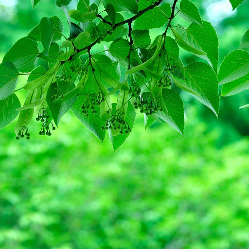 Hd-160219-ascw160219