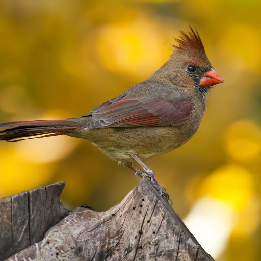 Hd-178064-ascw178064