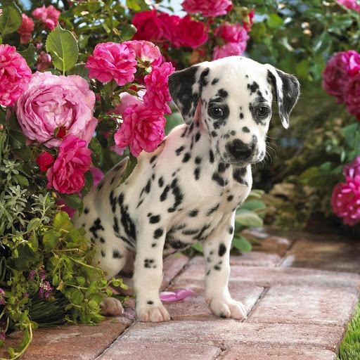 Hd-179058-ascw179058