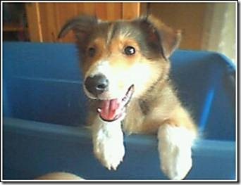 perros divertidos (1)