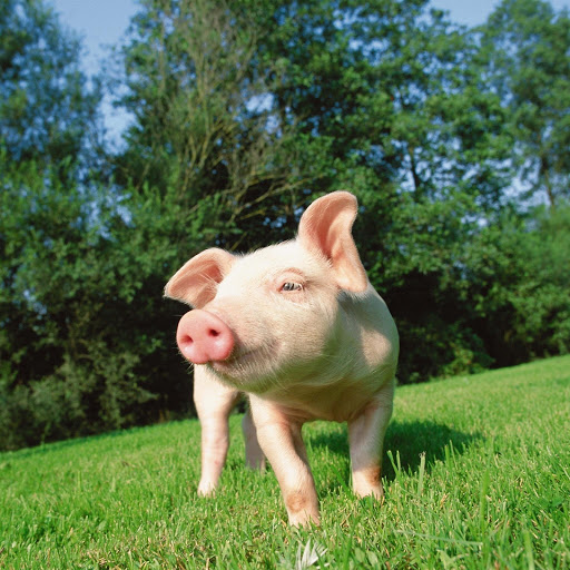 Hd-131819-ascw131819