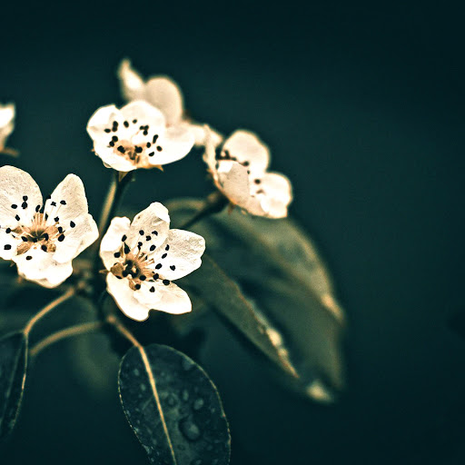 Hd-137298-ascw137298