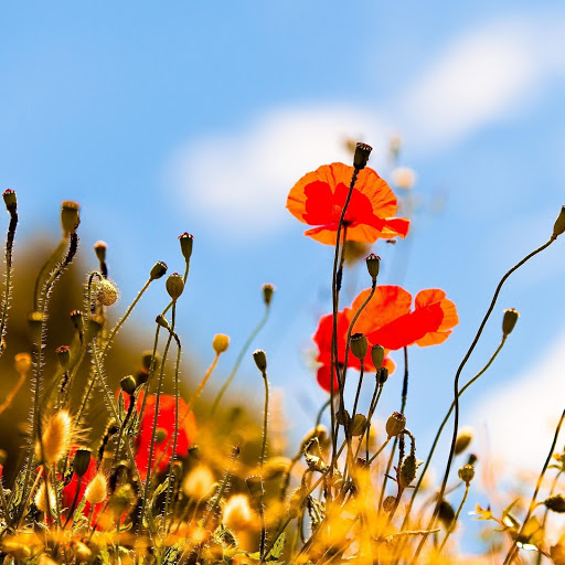 Hd-145240-ascw145240