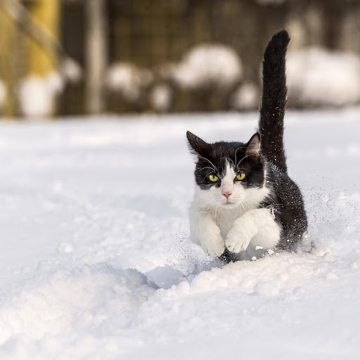 Hd-181037-ascw181037