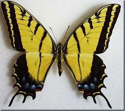 twotailedswallowtail
